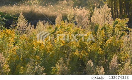 セイタカアワダチソウ (Golden rod) 土地・不動産素材にも セイタカアワダチソウ (Golden rod) 土地・不動産素材にも 132674338