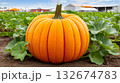 Large pumpkin growing in pumpkin patch field at farm on sunny day 132674783