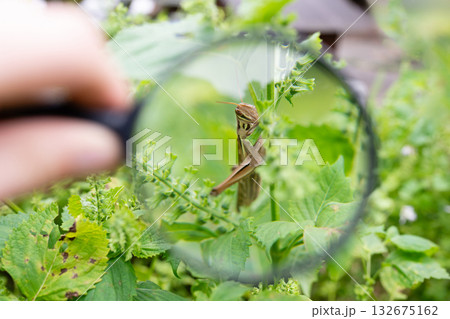 作物についたイナゴを虫眼鏡で拡大 132675162