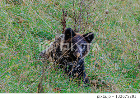 草原を歩くヒグマ ― 静寂の中の力強さ 草原を歩くヒグマ ― 静寂の中の力強さ 132675293
