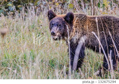 Spirit of the Wilderness ― Brown Bear in Northern  132675294