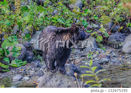 Wild Brown Bear of Hokkaido in the River Valley 132675295