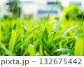 Macro shot of bright green grass blades in front yard. 132675442