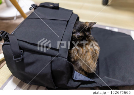 さびねこ さびねこ 132675666