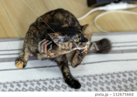 さびねこ さびねこ 132675668