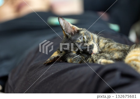 サビ猫 132675681