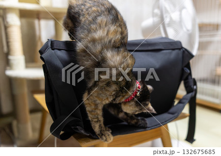 サビ猫 サビ猫 132675685