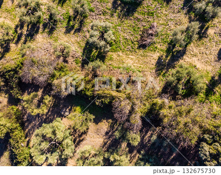 Aerial view. Green land, orchard trees Aerial view. Green land, orchard trees 132675730