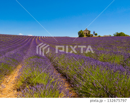 Lavender field and chapel at Entrevennes village, France 132675797