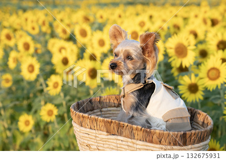 朝日を浴びる向日葵畑とヨークシャテリア 132675931