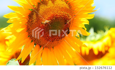 Blooming sunflower with honey bee Blooming sunflower with honey bee 132676112