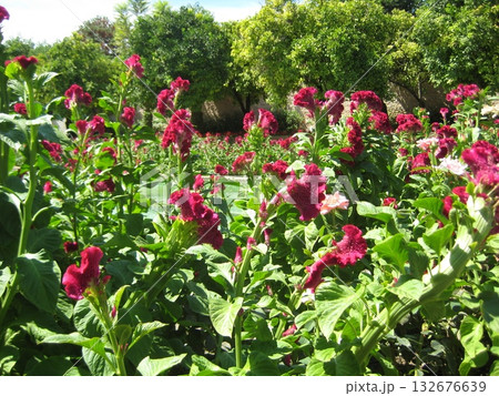 秋のアルカサル庭園を彩る赤い花々 132676639