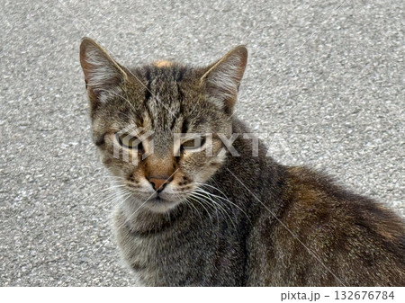 Close-up portrait of a tabby cat with intense gaze on city pavement. Urban wildlife, feline expression, and natural outdoor texture. Close-up portrait of a tabby cat with intense gaze on city pavement. Urban wildlife, feline expression, and natural outdoor texture. 132676784