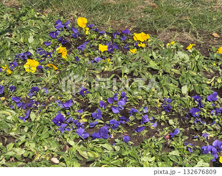 Yellow and purple pansies blooming in garden soil. Spring color harmony, floral texture, and natural outdoor pattern. 132676809