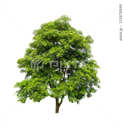 isolated big tree on White Background. Large trees database Botanical garden organization elements of Asian nature in Thailand 132676849