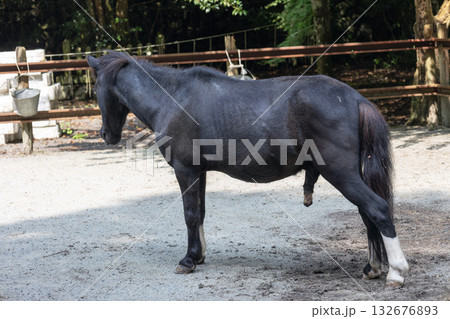 丹生川上神社下社の神馬 (2025年8月撮影) 丹生川上神社下社の神馬 (2025年8月撮影) 132676893