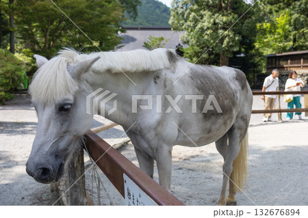 丹生川上神社下社の神馬 (2025年8月撮影) 丹生川上神社下社の神馬 (2025年8月撮影) 132676894