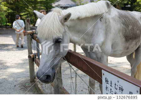 丹生川上神社下社の神馬 (2025年8月撮影) 丹生川上神社下社の神馬 (2025年8月撮影) 132676895