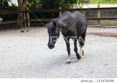 丹生川上神社下社の神馬 (2025年8月撮影) 丹生川上神社下社の神馬 (2025年8月撮影) 132676896