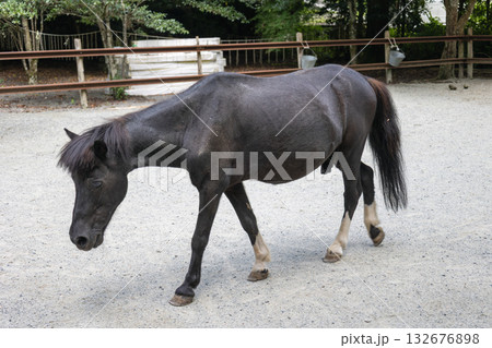 丹生川上神社下社の神馬 （2025年8月撮影） 132676898