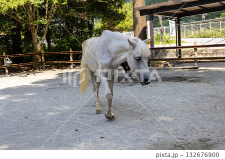 丹生川上神社下社の神馬 (2025年8月撮影) 丹生川上神社下社の神馬 (2025年8月撮影) 132676900