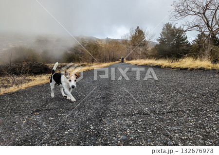 Lost dog racing along empty trail while owner trails behind in misty foothills. Missing dog trots down rural road as missing terrier ignores calls. Missing friend pet Lost dog racing along empty trail while owner trails behind in misty foothills. Missing dog trots down rural road as missing terrier ignores calls. Missing friend pet 132676978