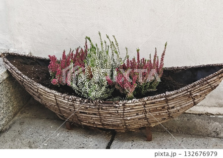 Rustic wicker boat planter with pink and white heather, fresh soil and courtyard wall, outdoor autumn color 132676979