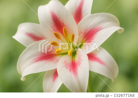 White Lily With Pink Streaks Close Up 132677168