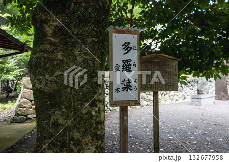 奈良県/丹生川上神社下社の多羅葉(2025年8月撮影) 奈良県/丹生川上神社下社の多羅葉(2025年8月撮影) 132677958