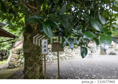 奈良県／丹生川上神社下社の多羅葉（2025年8月撮影） 132677960