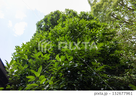 奈良県/丹生川上神社下社の多羅葉(2025年8月撮影) 奈良県/丹生川上神社下社の多羅葉(2025年8月撮影) 132677961