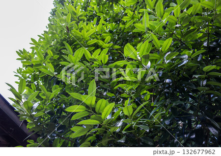 奈良県／丹生川上神社下社の多羅葉（2025年8月撮影） 132677962