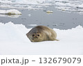 Very cute light-coloured Southern Elephant Seal lying on the ice in Antarctica 132679079