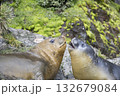 Elephant Seals Play Wrestling Biting 132679084