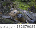 Elephant Seals Play Wrestling Biting 132679085