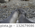Elephant Seals Play Wrestling Biting 132679086