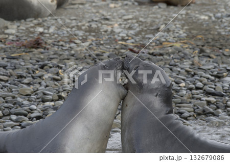 Elephant Seals Play Wrestling Biting 132679086