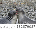 Elephant Seals Play Wrestling Biting 132679087