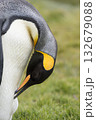 king penguin close-up in South Georgia 132679088