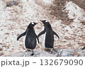 Two Gentoo Penguin on the beach in Antarctica  132679090