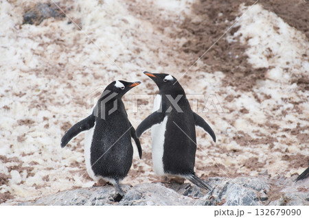 Two Gentoo Penguin on the beach in Antarctica  132679090