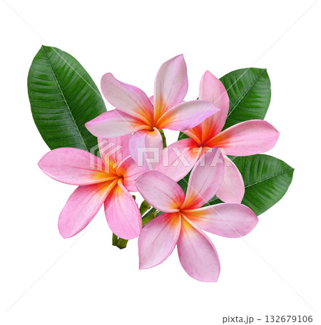 pink Plumeria, frangipani flowers isolated on white back ground. pink Plumeria, frangipani flowers isolated on white back ground. 132679106