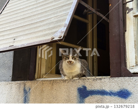 Tabby cat sitting on windowsill outside old house. Curiosity, observation and street atmosphere with architectural details and character. Tabby cat sitting on windowsill outside old house. Curiosity, observation and street atmosphere with architectural details and character. 132679218
