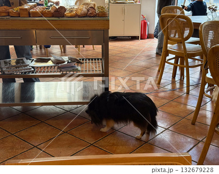 Small dog walking inside cozy cafe with pastry display. Warm atmosphere, everyday charm and pet-friendly environment blending comfort and lifestyle. Small dog walking inside cozy cafe with pastry display. Warm atmosphere, everyday charm and pet-friendly environment blending comfort and lifestyle. 132679228
