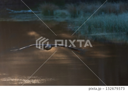 Sea eagle is flying low over a lake early morning. 132679373