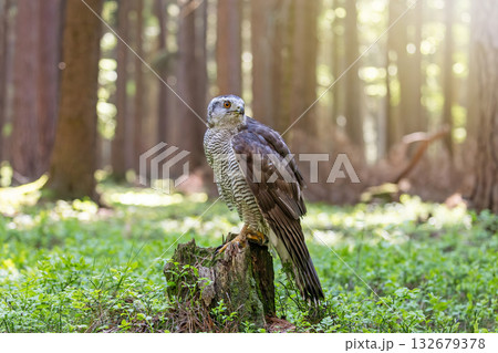 Hawk looking behind oneself is sitting on a tree trunk in the forest. 132679378