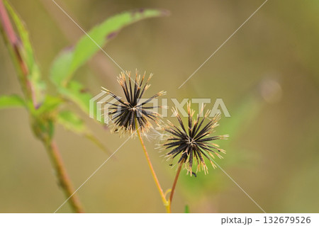 センダングサ/ひっつき虫(genus Bidens) 荒地 売地 センダングサ/ひっつき虫(genus Bidens) 荒地 売地 132679526
