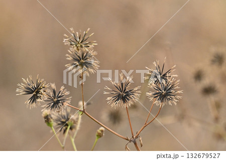 センダングサ/ひっつき虫(genus Bidens) 荒地 売地 センダングサ/ひっつき虫(genus Bidens) 荒地 売地 132679527