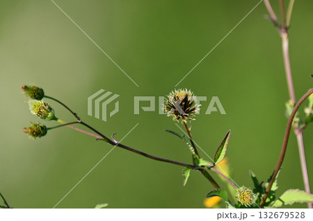 センダングサ/ひっつき虫(genus Bidens) 荒地 売地 センダングサ/ひっつき虫(genus Bidens) 荒地 売地 132679528
