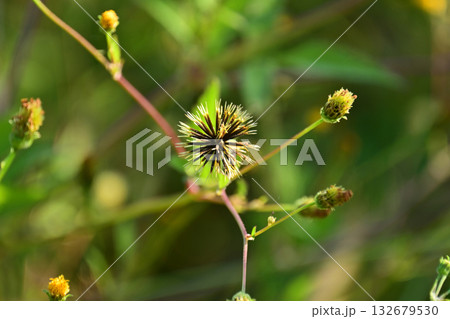 センダングサ／ひっつき虫(genus Bidens)　荒地　売地 132679530